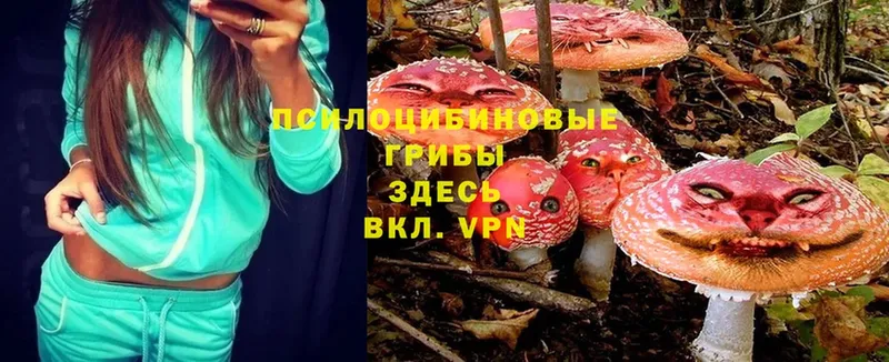 Псилоцибиновые грибы Psilocybe  Прохладный 